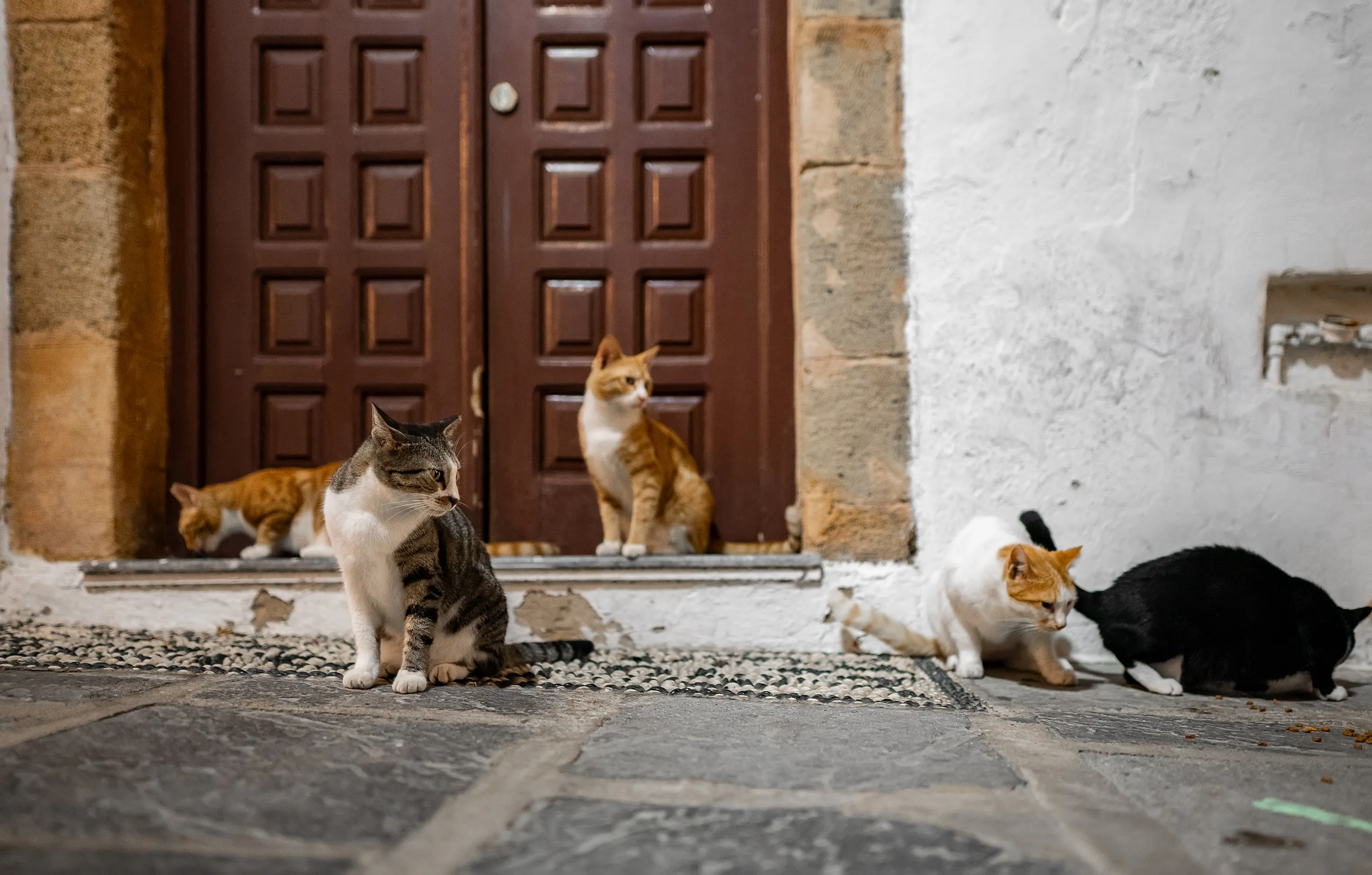 A group of Istanbul street cats gathered on the pavement